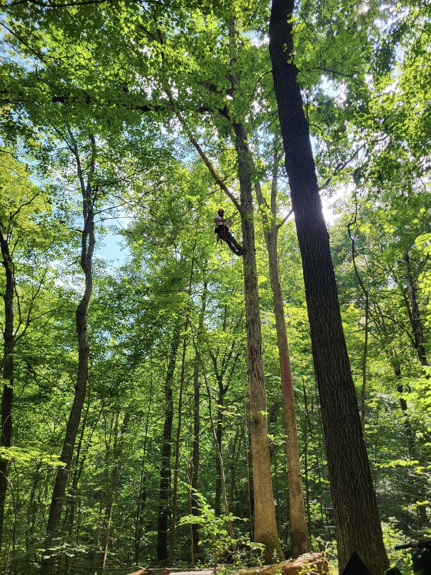 Professional arborist climbing a large tree and removing branches — trimming, removal, stump grinding services